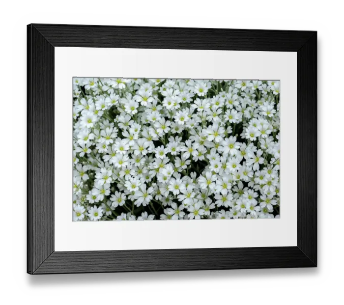 Framed Print : Snow-in-summer flowers