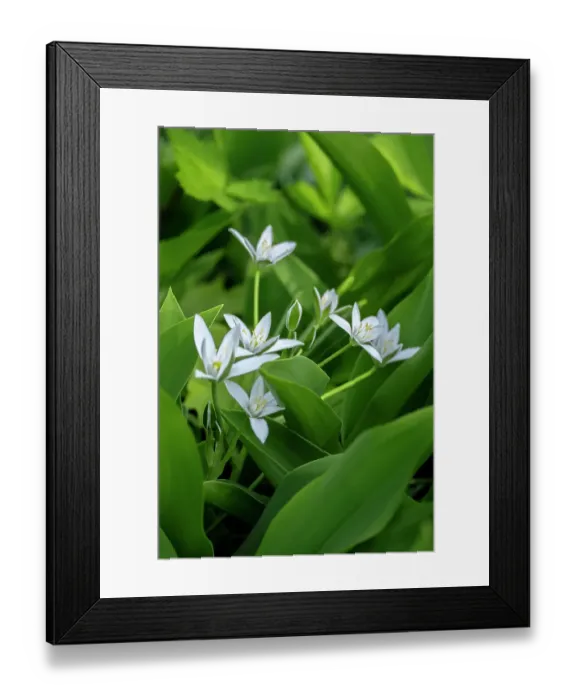 Framed Print : Garden star-of-Bethlehem Framed Print : Garden star-of-Bethlehem