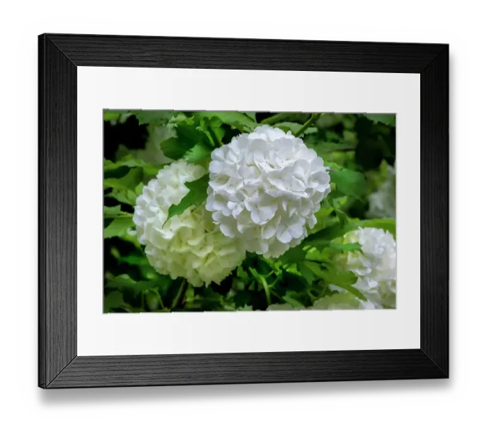 Framed Print : Guelder-rose, viburnum, snowball tree Framed Print : Guelder-rose, viburnum, snowball tree