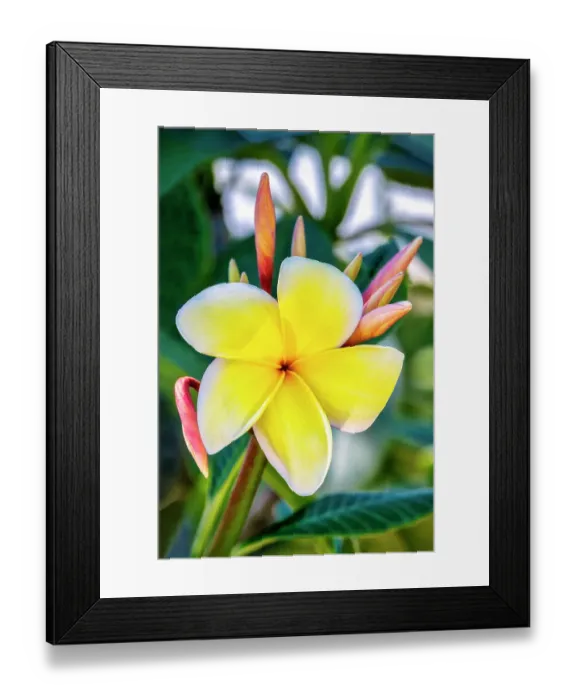 Framed Print : Plumeria, Frangipani