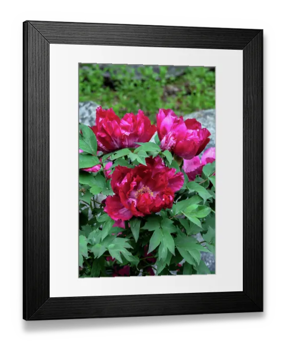 Framed Print : Magenta Chinese peony Framed Print : Magenta Chinese peony