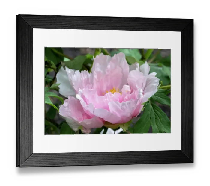 Framed Print : Pink Chinese peony Framed Print : Pink Chinese peony
