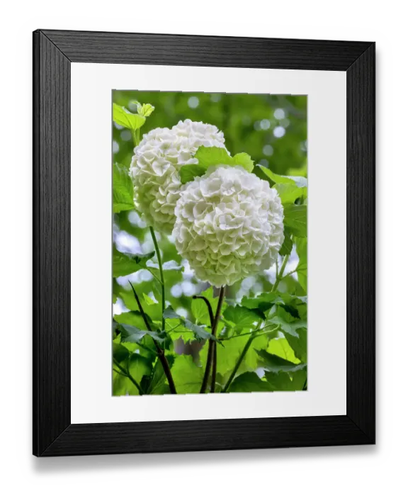 Framed Print : Guelder-rose, viburnum, snowball tree Framed Print : Guelder-rose, viburnum, snowball tree