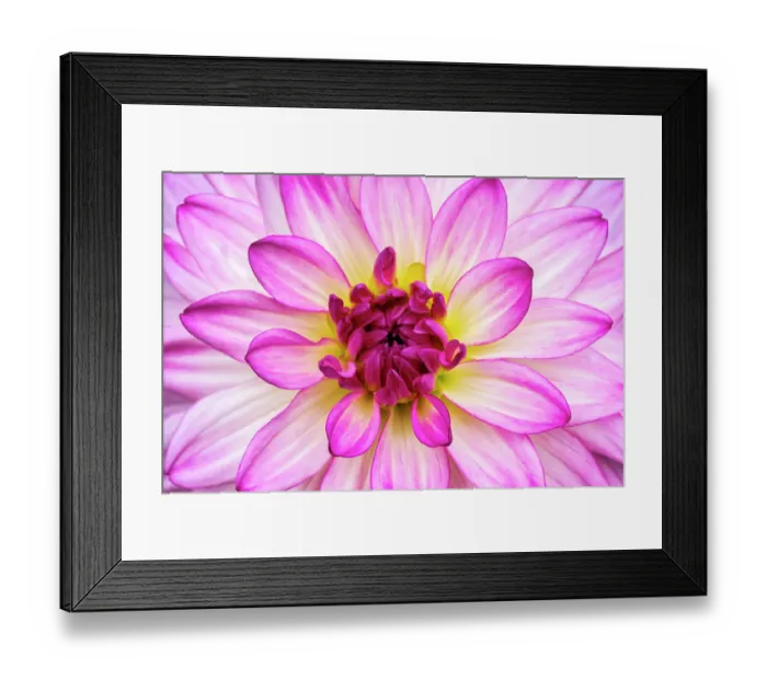 Framed Print : Dahlia Framed Print : Dahlia