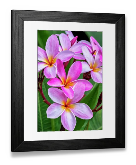 Framed Print : Pink plumeria, Frangipani Framed Print : Pink plumeria, Frangipani