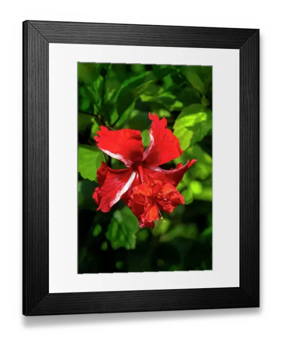 Framed Print : Red hibiscus Framed Print : Red hibiscus