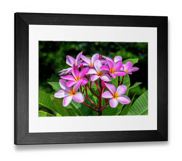 Framed Print : Pink plumeria, Frangipani