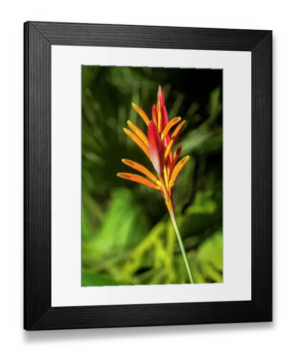 Framed Print : Shining Bird of Paradise