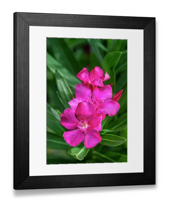 Framed Print : Pink oleander Framed Print : Pink oleander