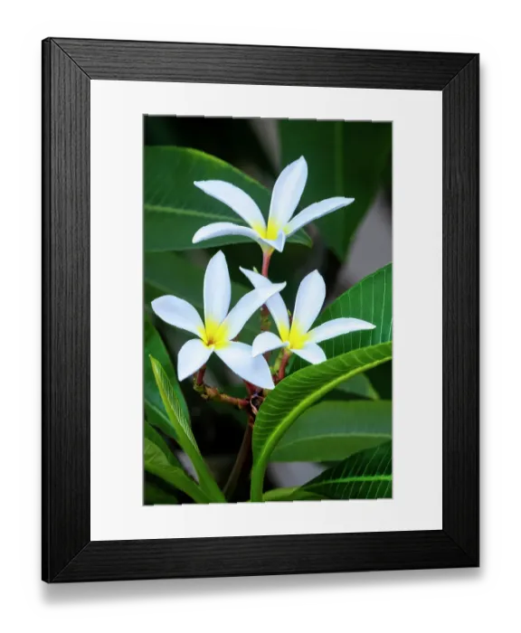 Framed Print : White plumeria