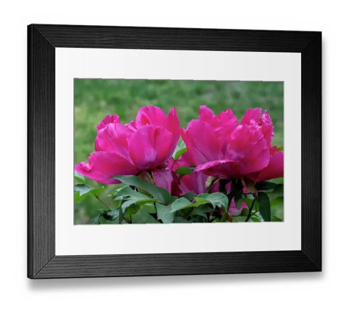 Framed Print : Magenta Chinese peony Framed Print : Magenta Chinese peony