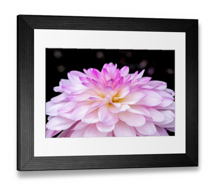 Framed Print : Dahlia Framed Print : Dahlia