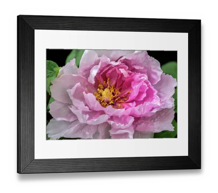Framed Print : Pink Chinese peony Framed Print : Pink Chinese peony