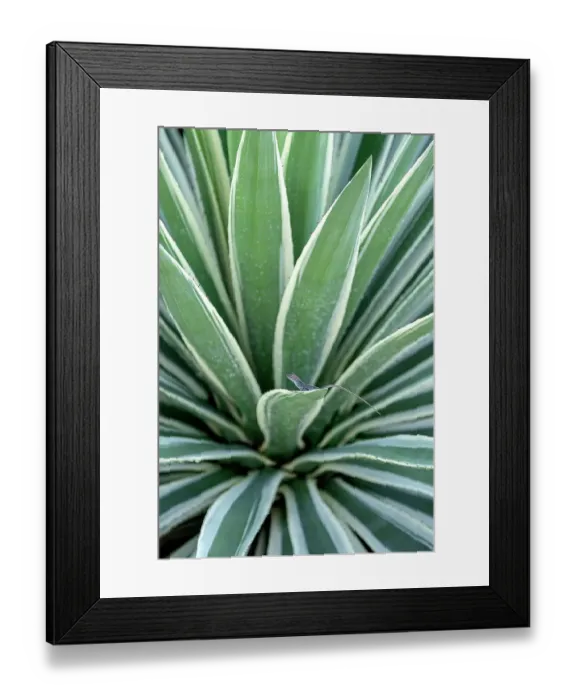 Framed Print : Brown anole on a century plant
