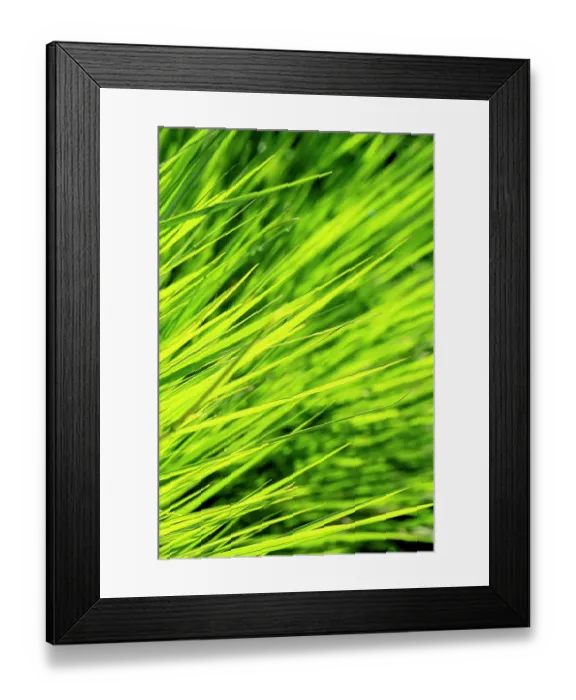 Framed Print : Ornamental grass Framed Print : Ornamental grass