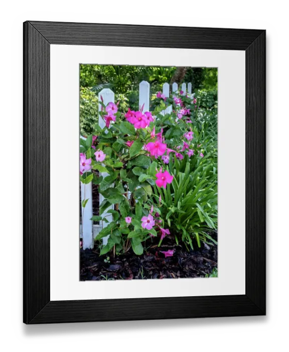 Framed Print : Pink Brazilian jasmine, mandevilla Framed Print : Pink Brazilian jasmine, mandevilla