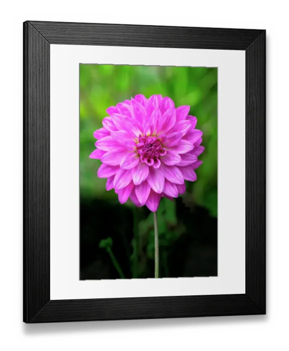 Framed Print : Dahlia Framed Print : Dahlia