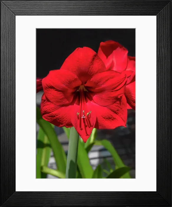 Framed Print : Red amaryllis Framed Print : Red amaryllis