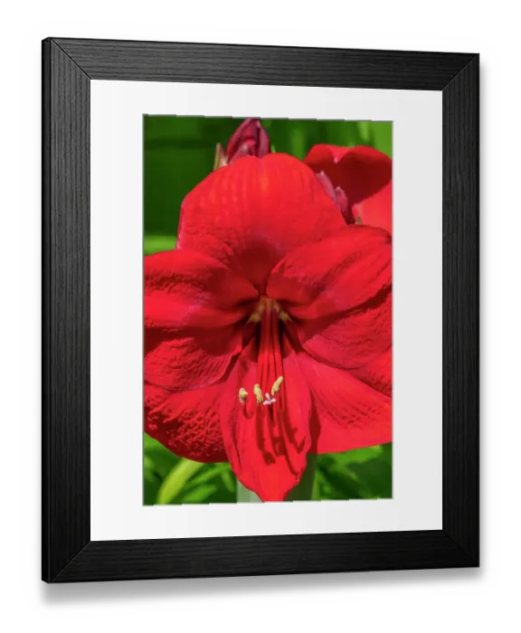 Framed Print : Red amaryllis Framed Print : Red amaryllis