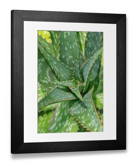 Framed Print : Soap aloe, zebra aloe Framed Print : Soap aloe, zebra aloe