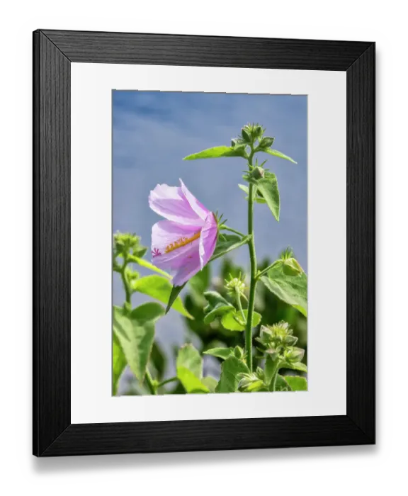 Framed Print : Pink saltmarsh mallow Framed Print : Pink saltmarsh mallow