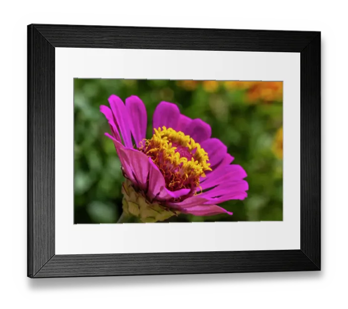 Framed Print : Pink zinnia