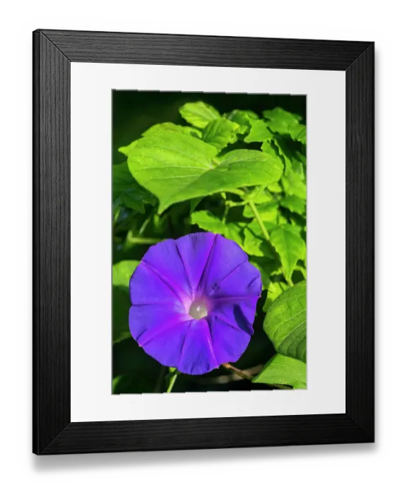 Framed Print : Purple morning glory Framed Print : Purple morning glory
