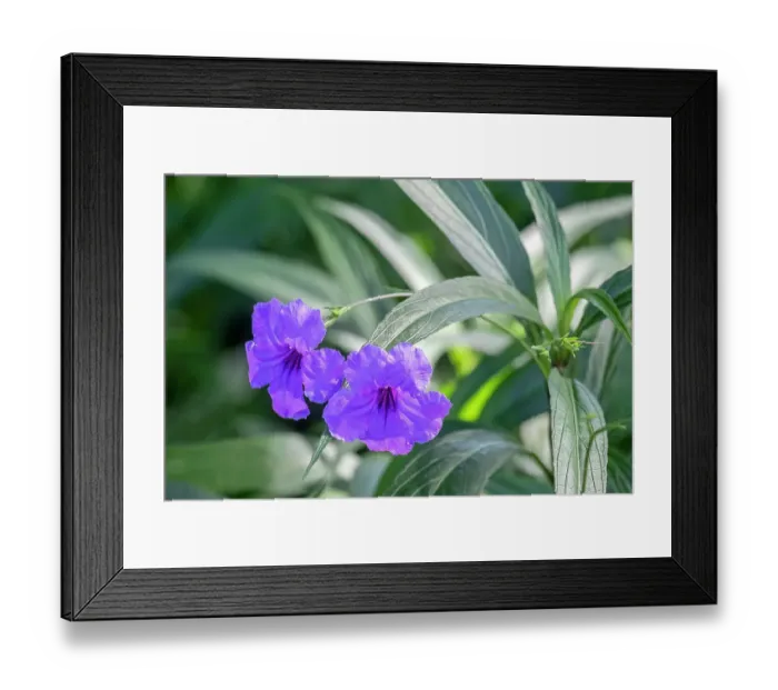 Framed Print : Mexican petunia Framed Print : Mexican petunia