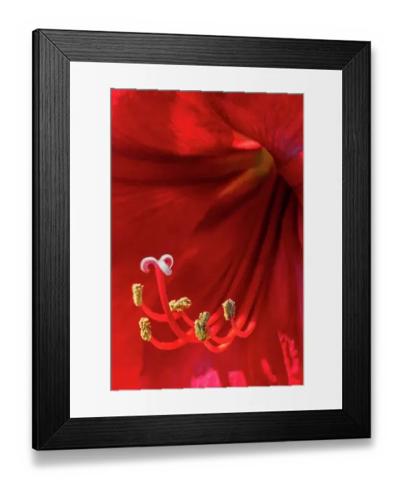 Framed Print : Red amaryllis Framed Print : Red amaryllis