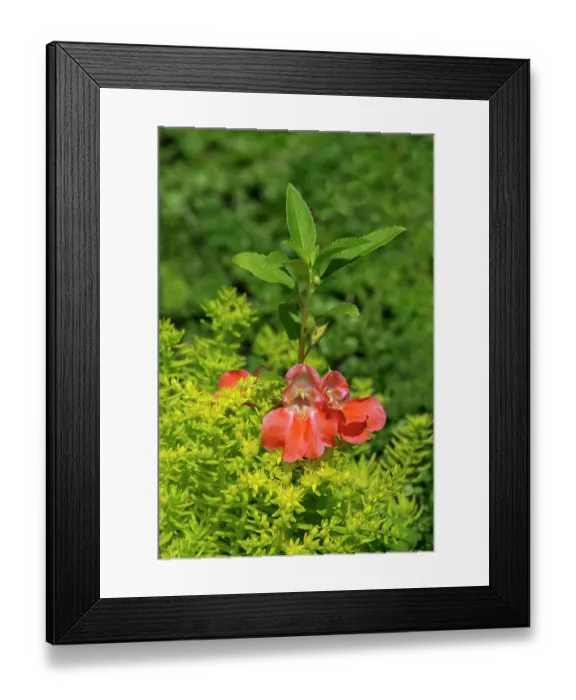 Framed Print : Orange Garden Balsam