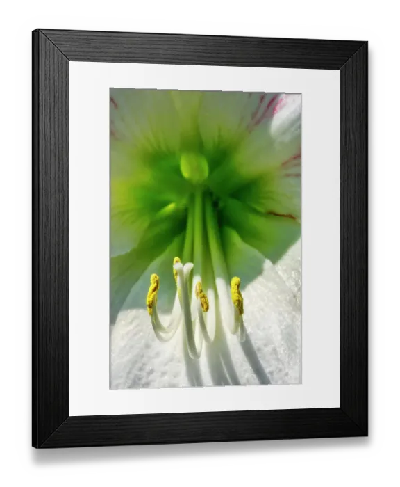 Framed Print : White amaryllis Framed Print : White amaryllis