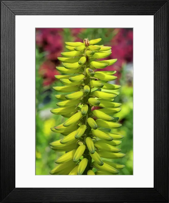 Framed Print : Barbados aloe, aloe vera