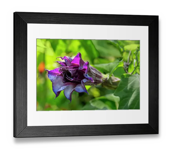 Framed Print : Devil's trumpet Framed Print : Devil's trumpet
