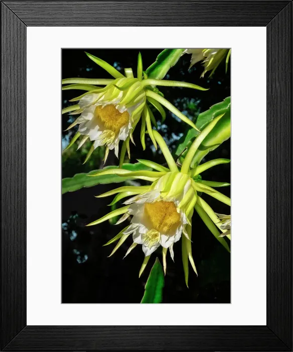 Framed Print : Night-blooming dragon fruit plant