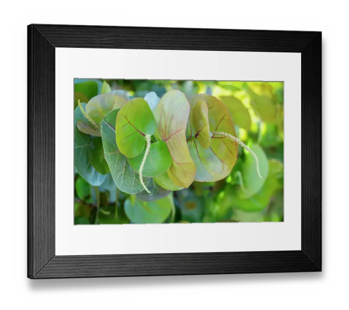 Framed Print : Flowering sea grape Framed Print : Flowering sea grape