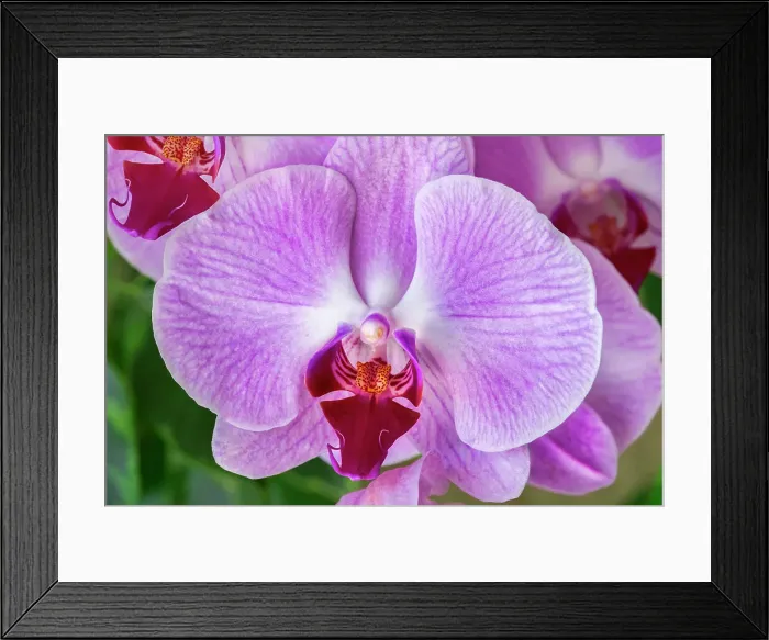 Framed Print : Purple moth orchid Framed Print : Purple moth orchid
