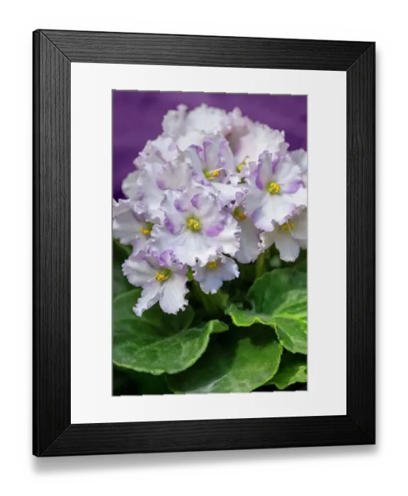 Framed Print : African violet