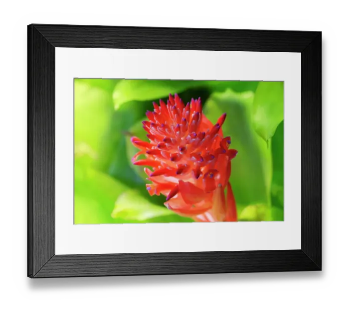Framed Print : Flaming torch, billbergia pyramidalis