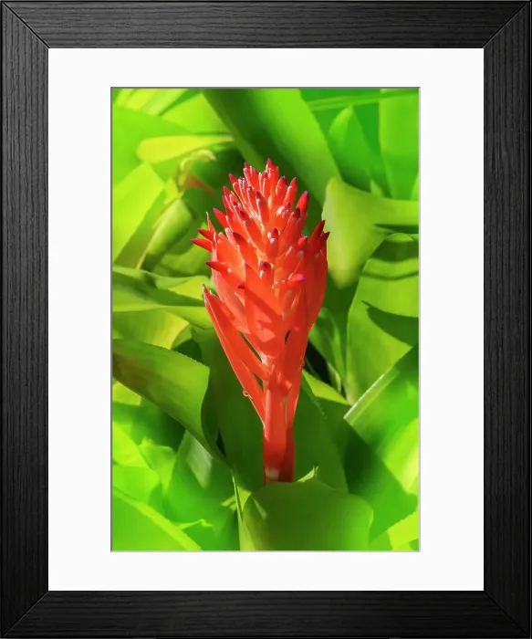 Framed Print : Flaming torch, billbergia pyramidalis Framed Print : Flaming torch, billbergia pyramidalis
