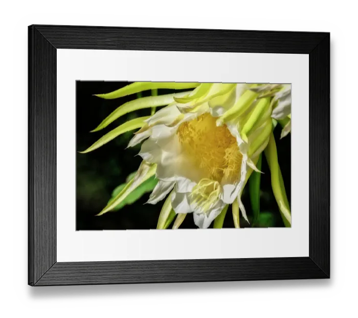 Framed Print : Night-blooming dragon fruit plant Framed Print : Night-blooming dragon fruit plant