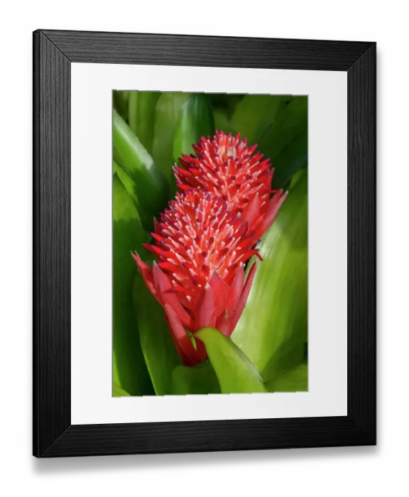 Framed Print : Flaming torch, billbergia pyramidalis Framed Print : Flaming torch, billbergia pyramidalis