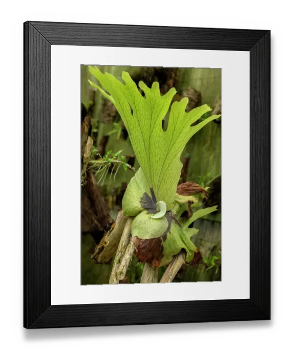 Framed Print : Staghorn Fern Framed Print : Staghorn Fern