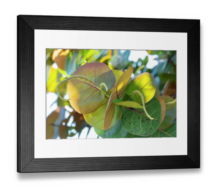 Framed Print : Flowering sea grape