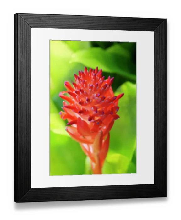 Framed Print : Flaming torch, billbergia pyramidalis