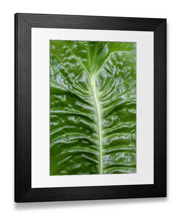 Framed Print : Anthurium veitchii leaf Framed Print : Anthurium veitchii leaf
