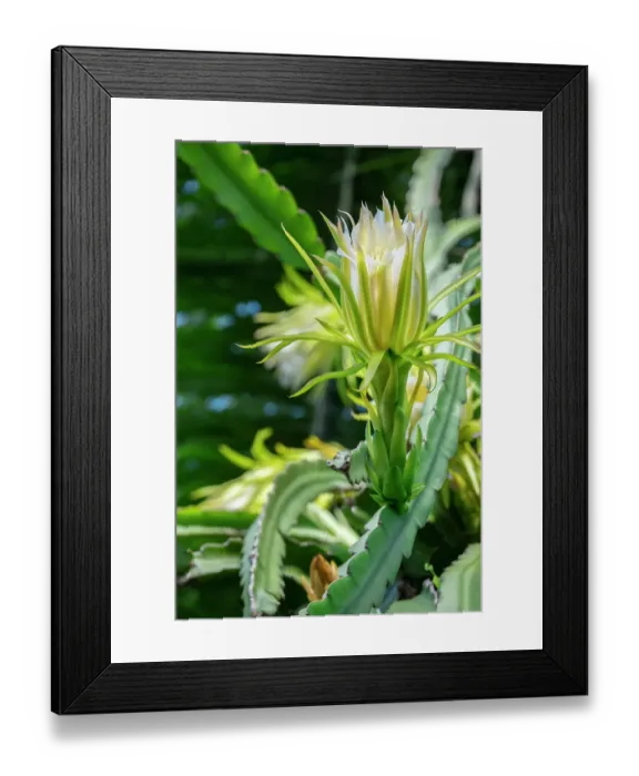 Framed Print : Night-blooming dragon fruit plant
