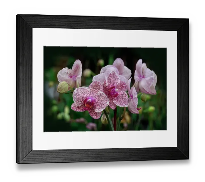 Framed Print : Pink speckled moth orchid spray