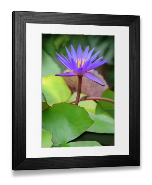 Framed Print : Day water lily Framed Print : Day water lily