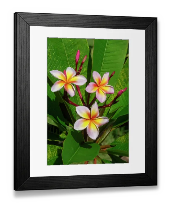 Framed Print : Plumeria, Frangipani Framed Print : Plumeria, Frangipani
