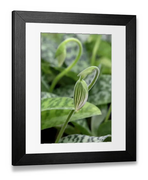 Framed Print : Lady Slipper bud Framed Print : Lady Slipper bud